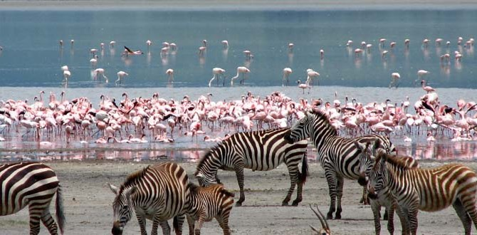 3 Day lake nakuru-Zebras