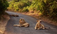 3 day nairobi-park-lions