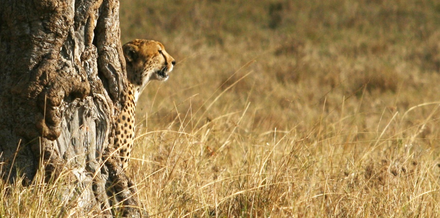 3 days maasai mara safari