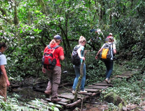 ADVENTURE TO KAKAMEGA FOREST