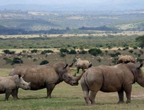 3 Days Aberdare National Park Safari in Kenya