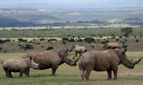 rhinoceros-at-aberdare-national-park