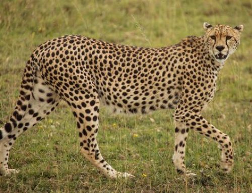 The Best of Maasai Mara, Serengeti and Amboseli Safaris