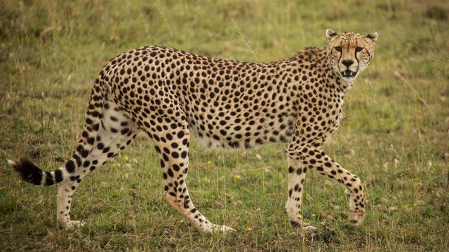 serengeti wildlie