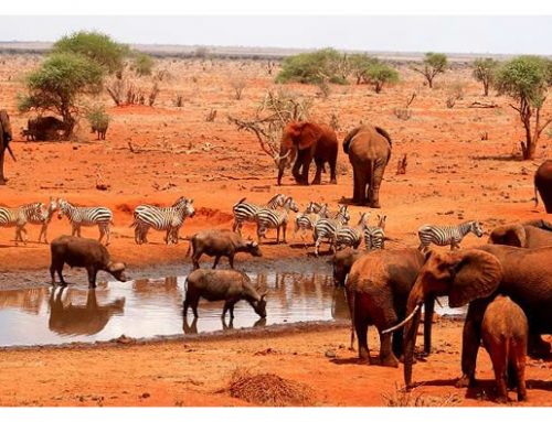 4 DAYS AMBOSELI, TSAVO WEST & TSAVO EAST SAFARI