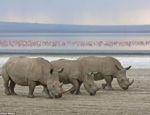 8 Days Lake Turkana and Samburu Safaris