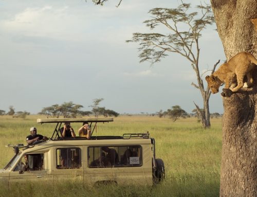 Maasai Mara Budget Camping 3 Days